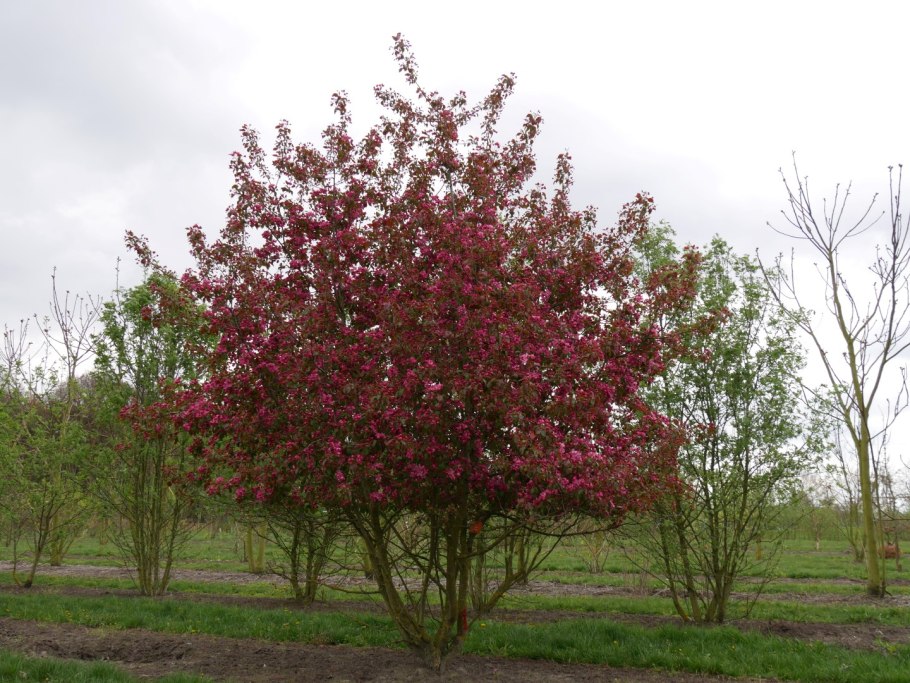 Яблоня Рудольф Malus Rudolph