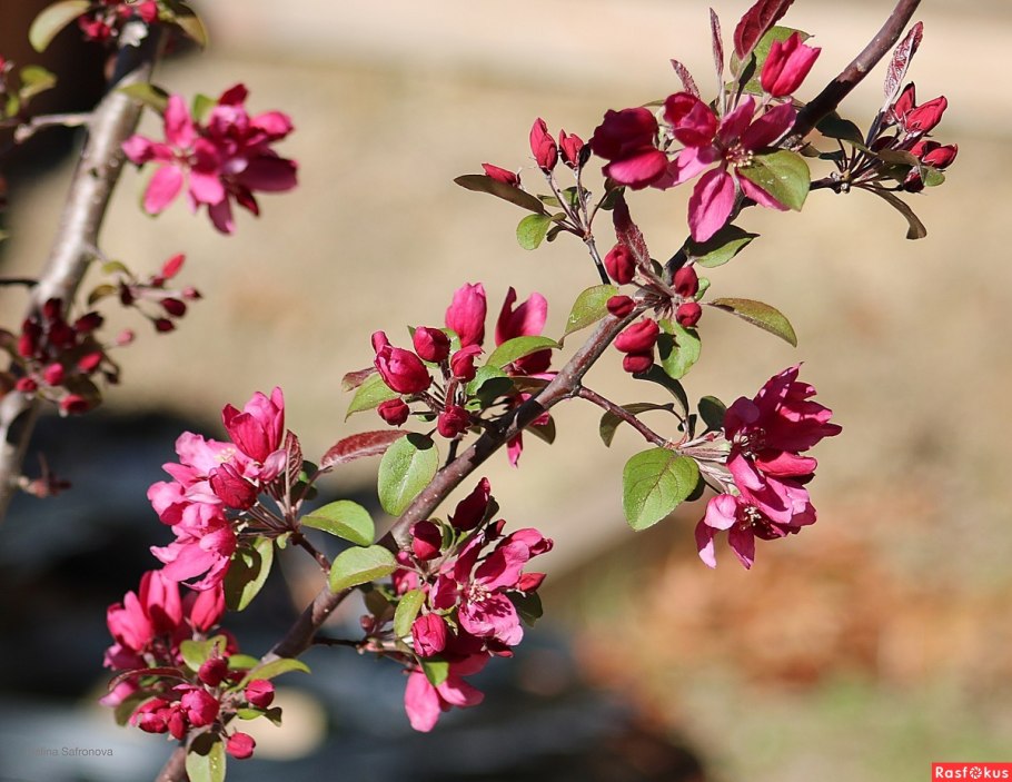 Яблоня Malus Rudolph