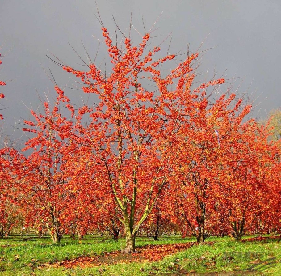 Яблоня Malus Rudolph