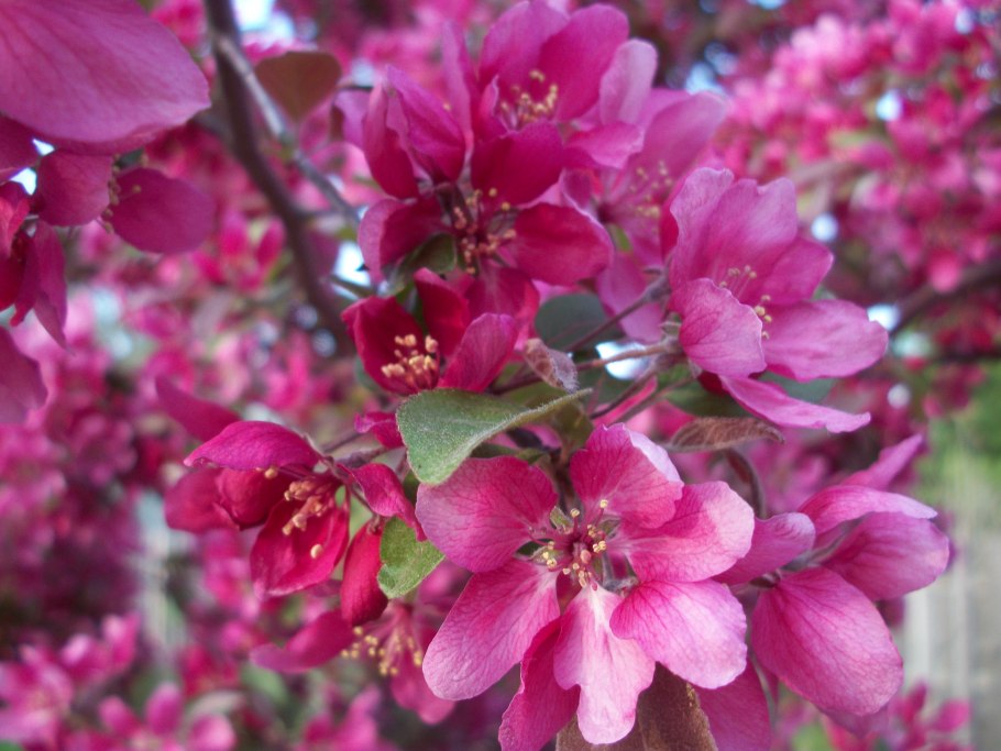 Яблоня Malus Ola