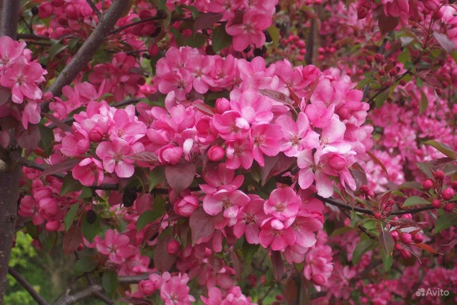 Яблоня Malus Rudolph