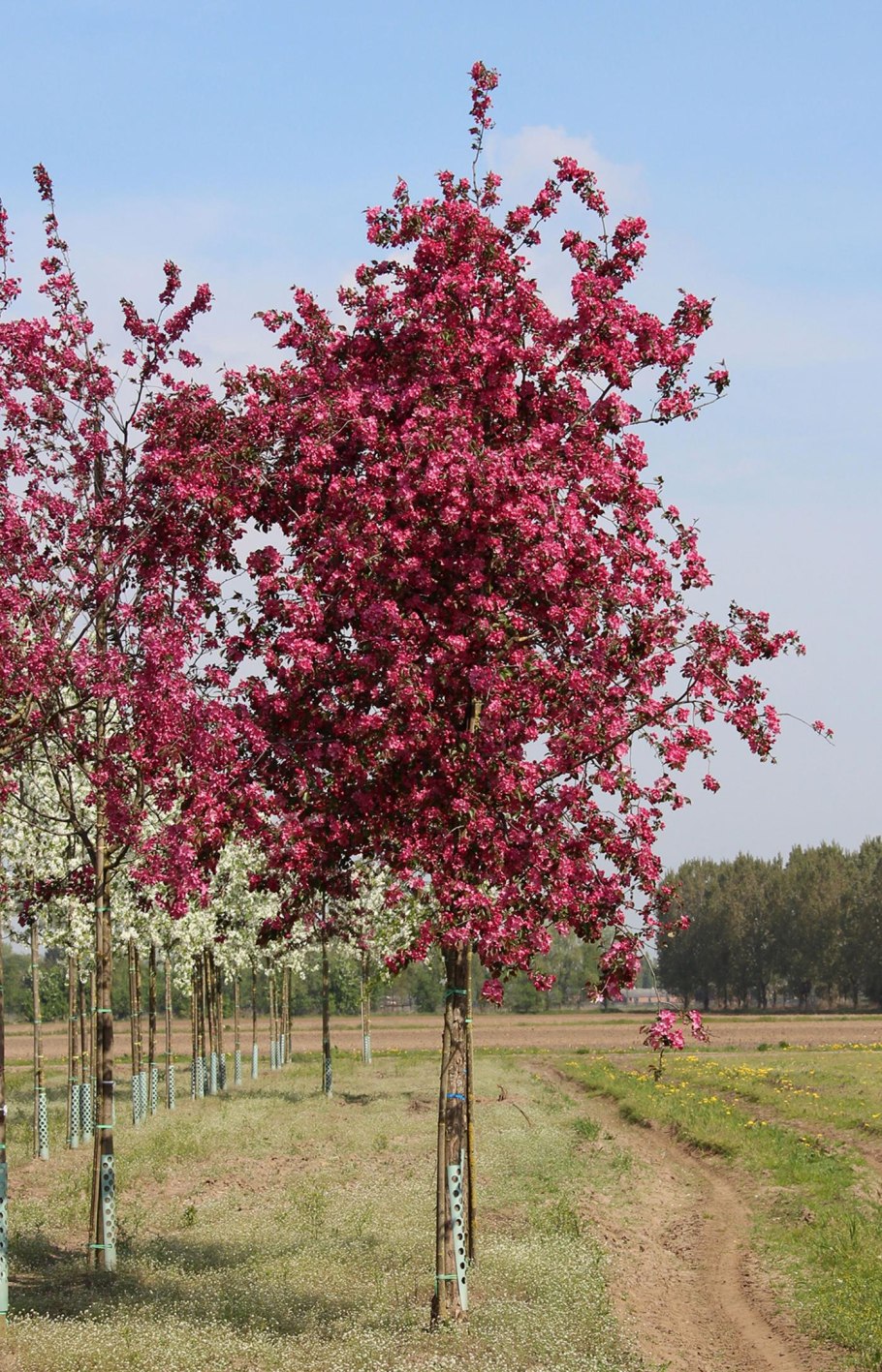 Яблоня Malus ‘Liset’