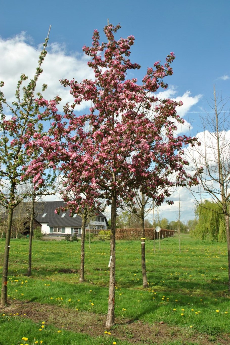 Яблоня Malus Profusion