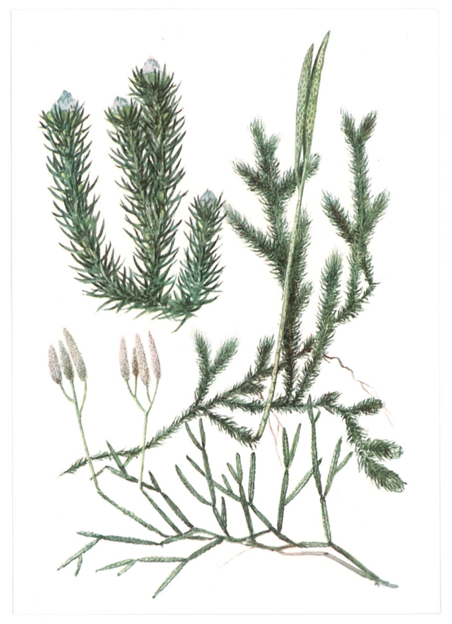 Lycopodium annotinum