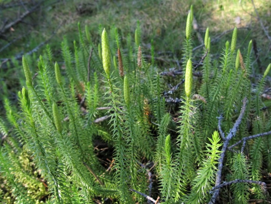 Плаун годичный (Lycopodium annotinum)