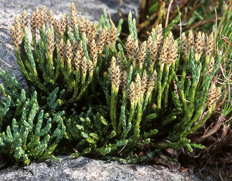 Плаун (Lycopodium)