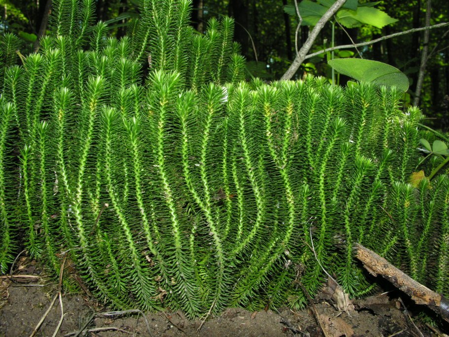 Ликоподий (плаун булавовидный)