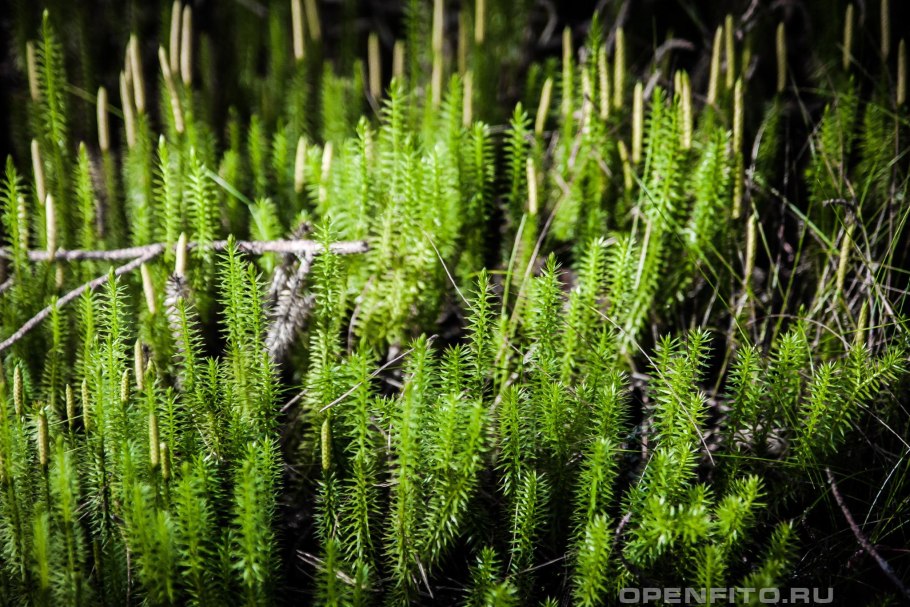 Плаун булавовидный