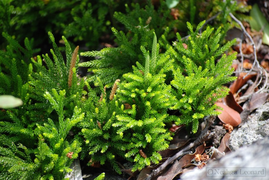 Плауны каменистых пустынь