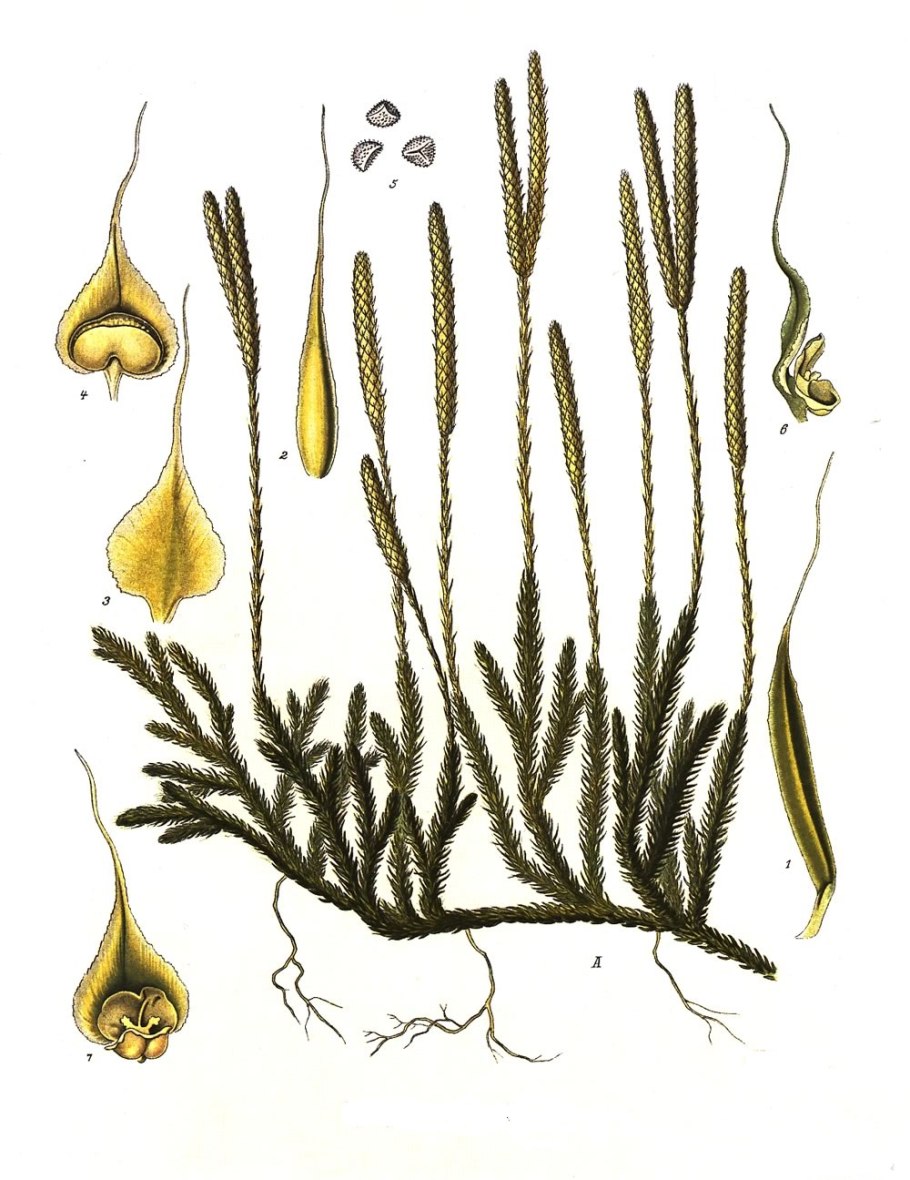 Diphasiastrum alpinum