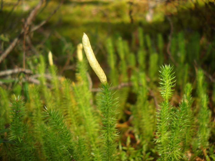 Плауна Lycopodium annotinum