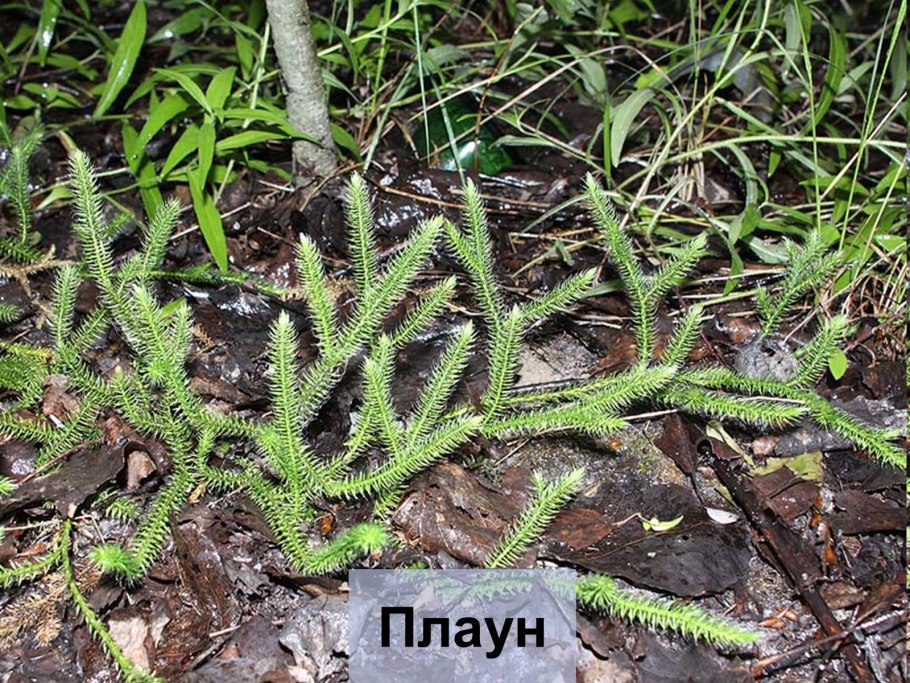 Плаун Альпийский