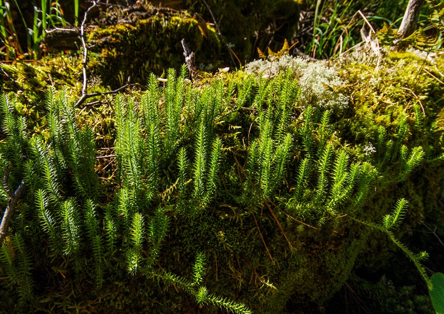 Lycopodium (Club Mosses)