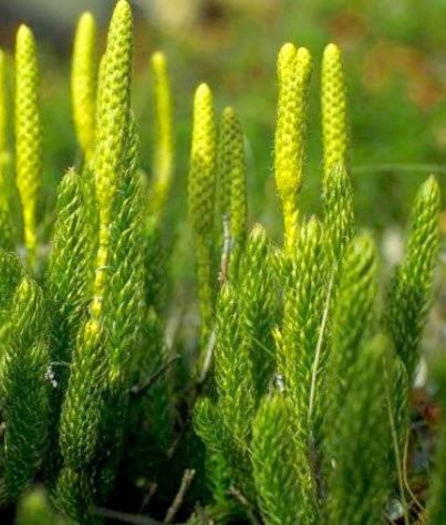 Плаун можжевельниковый