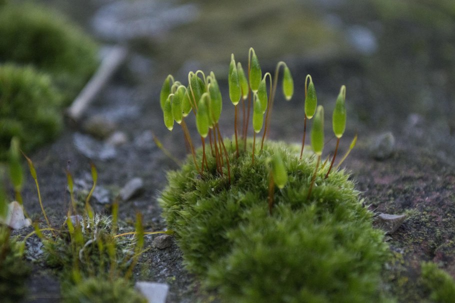 Bryum argenteum