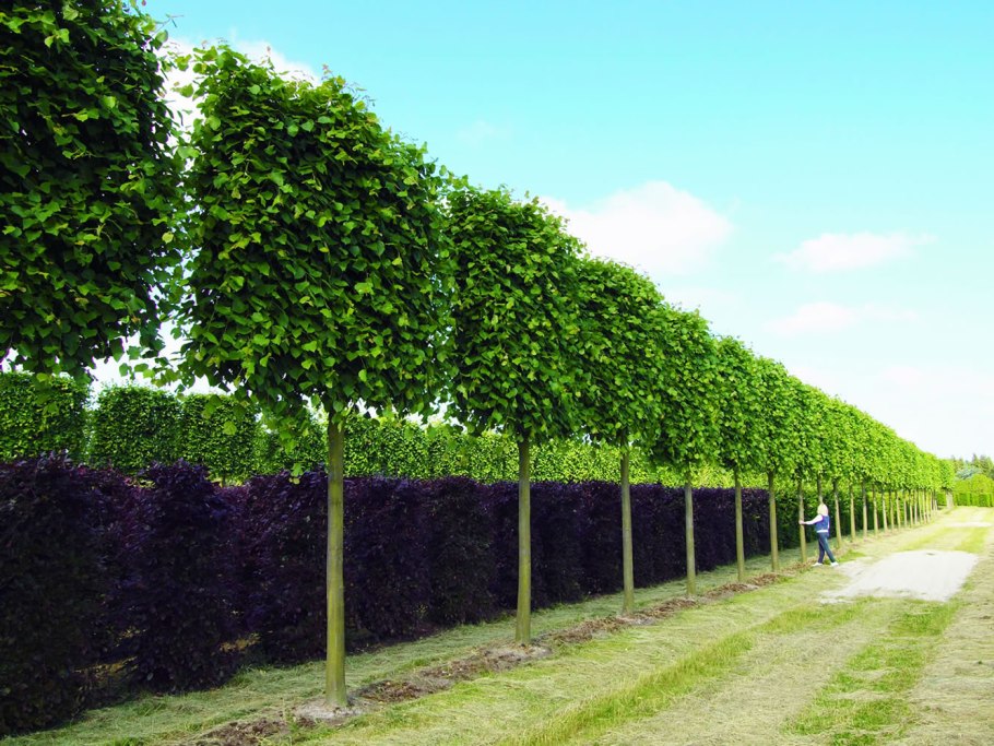 Липа мелколистная шпалера