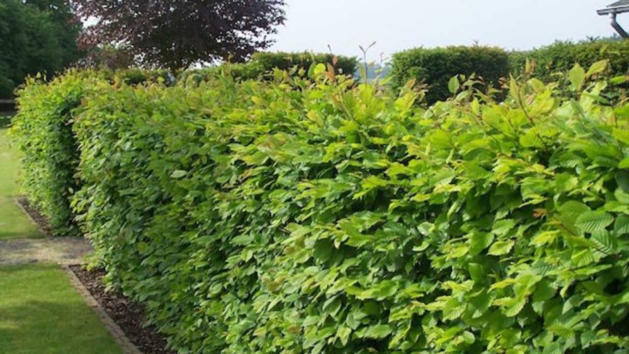 Граб березолистный