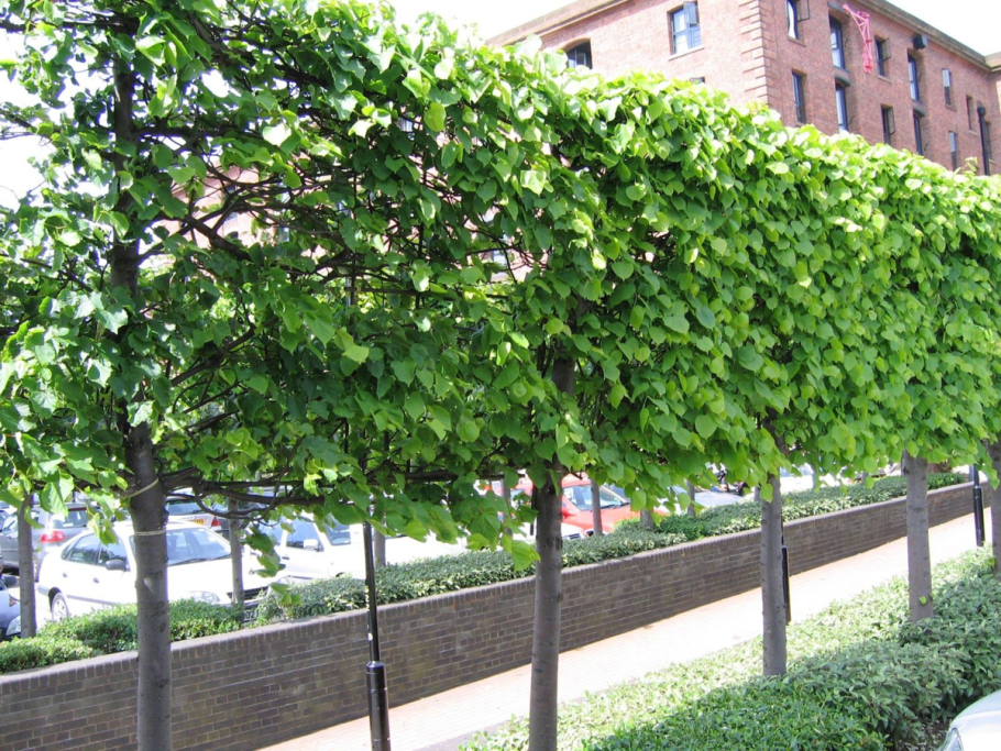 Липа мелколистная Живая изгородь