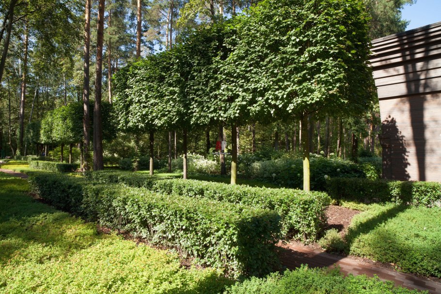 Липа Паллида ландшафт