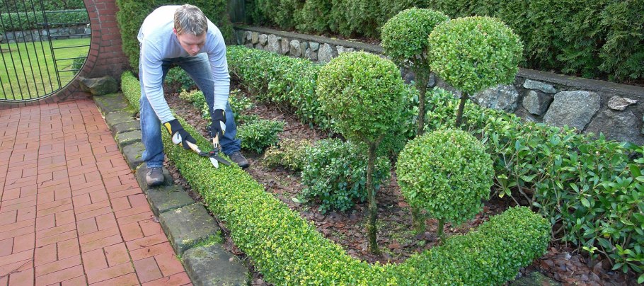 Кизильник блестящий топиарная стрижка