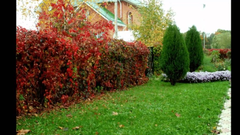 Клен Гиннала с пузыреплодником Живая изгородь