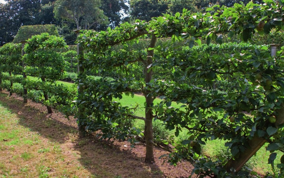 Пальметта плодовые деревья