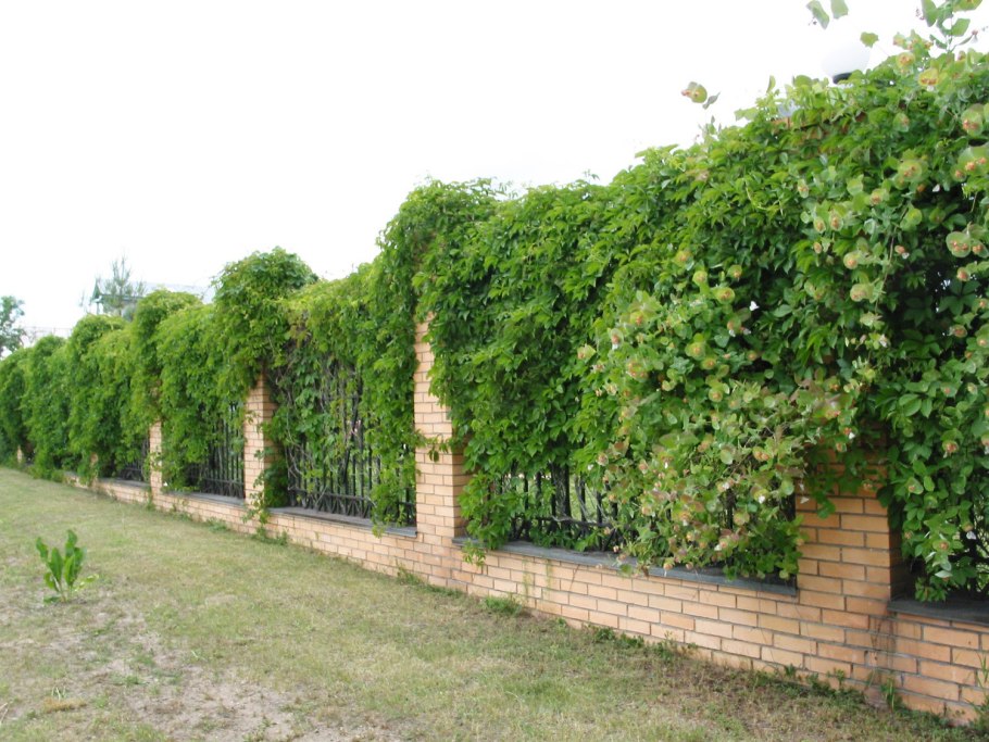 Виноград дикий Живая изгородь изгородь Живая