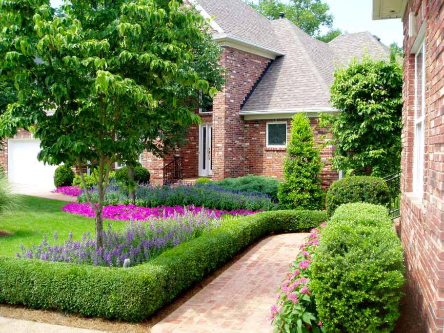 Самшит Буксус бордюрная