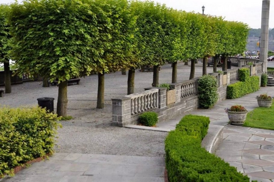 Живая изгородь из липы мелколистной