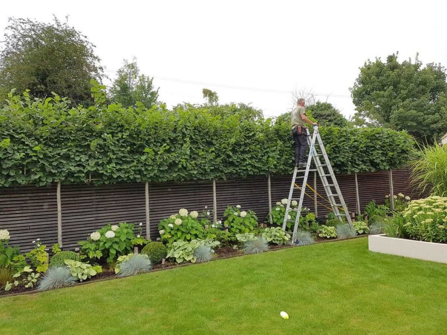 Плодовые деревья вдоль забора