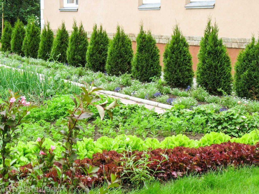 Живая изгородь из туи и кустарников