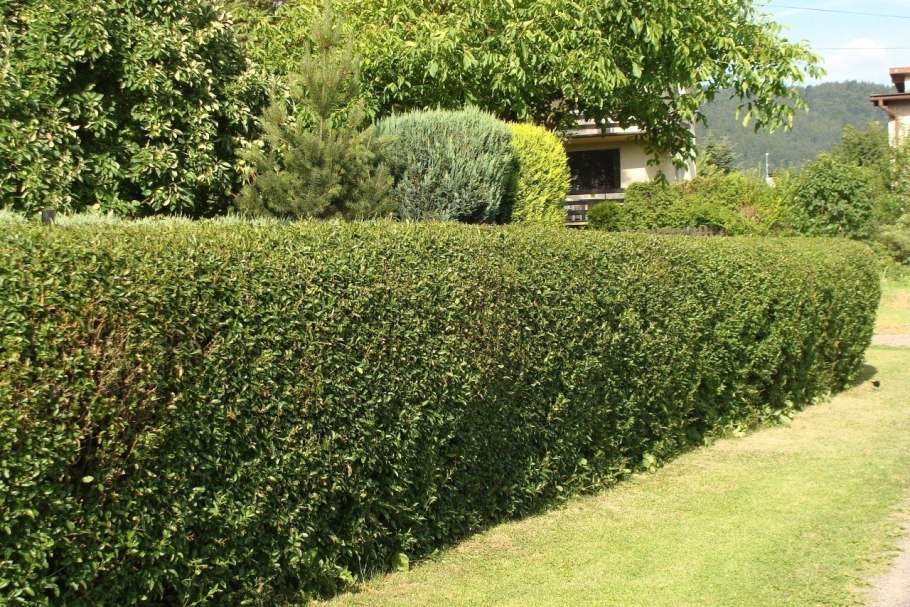 Жимолость каприфоль Живая изгородь