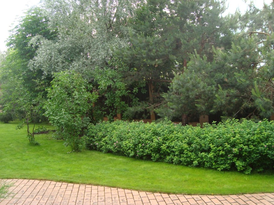 Свободнорастущая Живая изгородь из деревьев