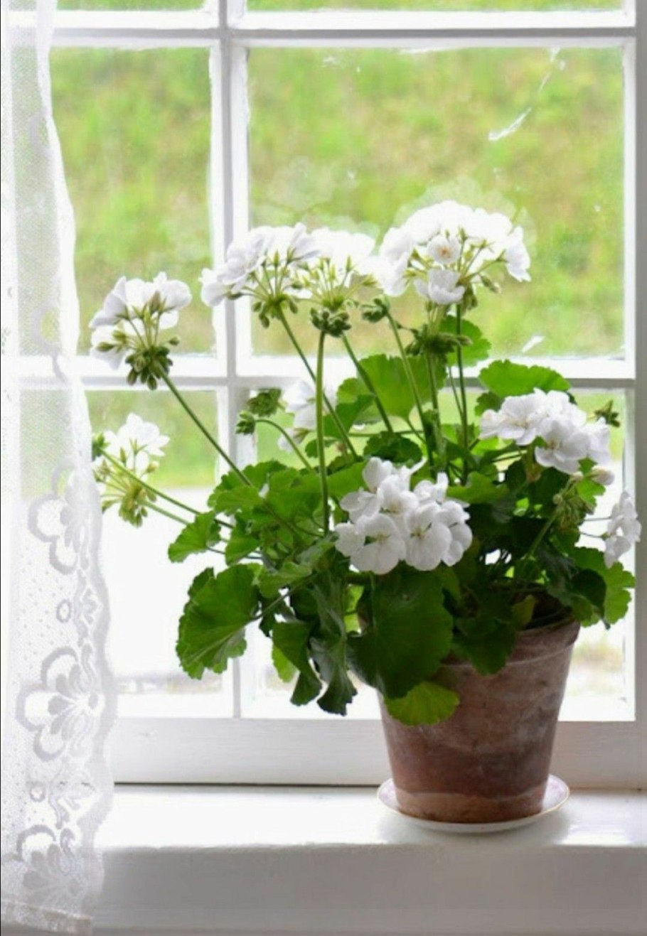 Герань зеленая