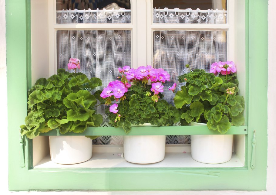 Цветы на улице в горшках на подоконнике