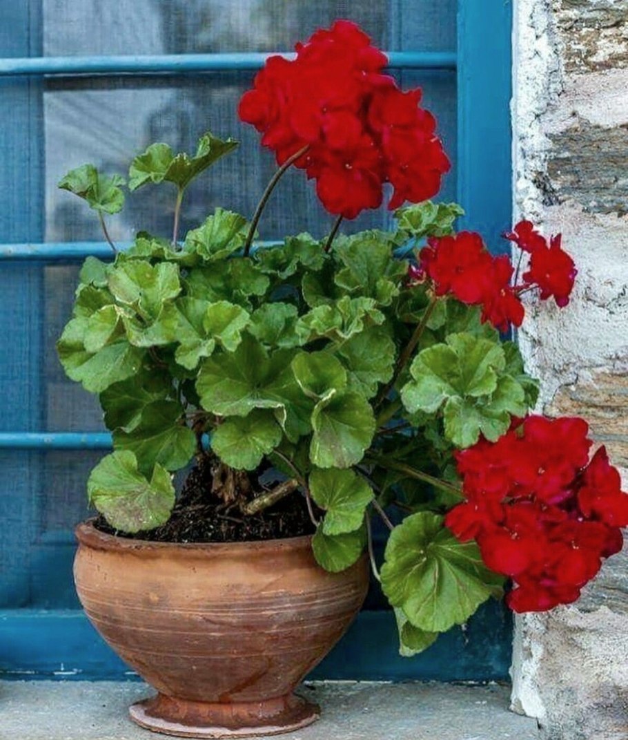 Бабушкина красная герань