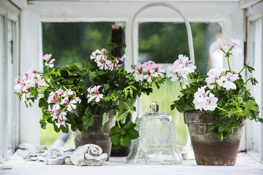 Пеларгония в горшке