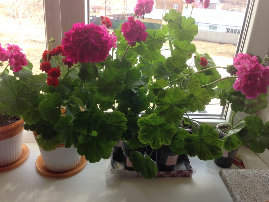 Калачик цветок