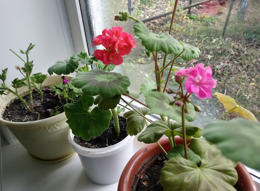 Герань комнатная на подоконнике цветок