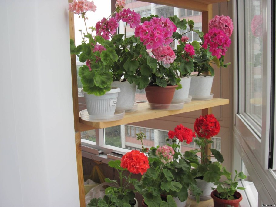 Пеларгонии в горшках на балконе