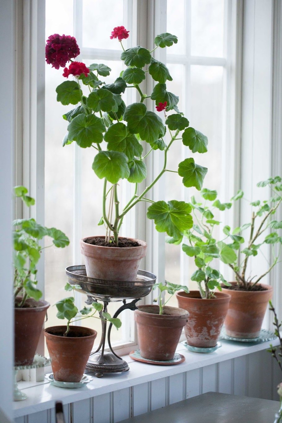 Герань в горшочке