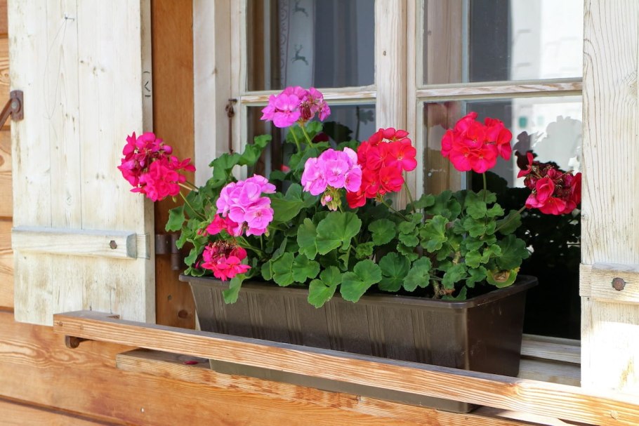 Пеларгония зональная всходы