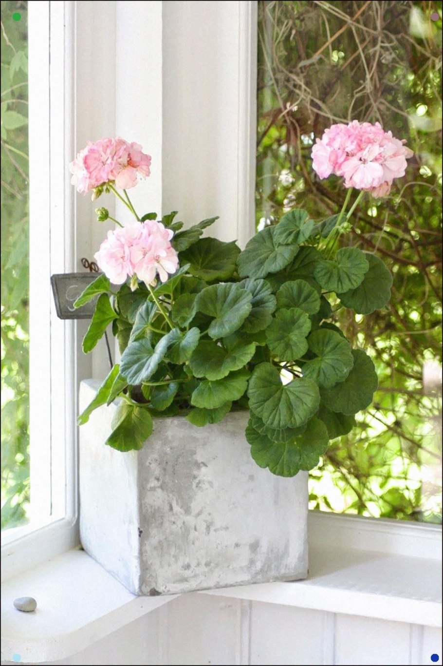 Цветущая герань в горшке