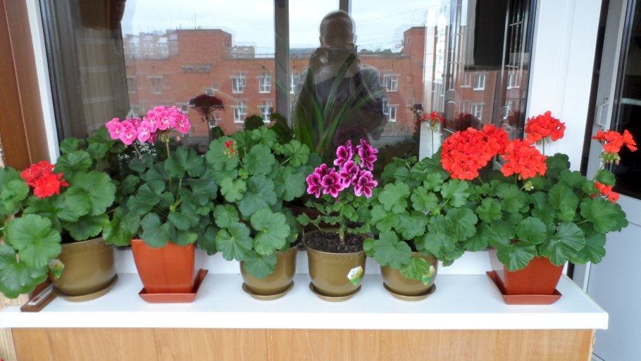 Цветонос у пеларгонии