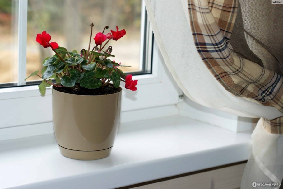 Красивые цветы на подоконнике