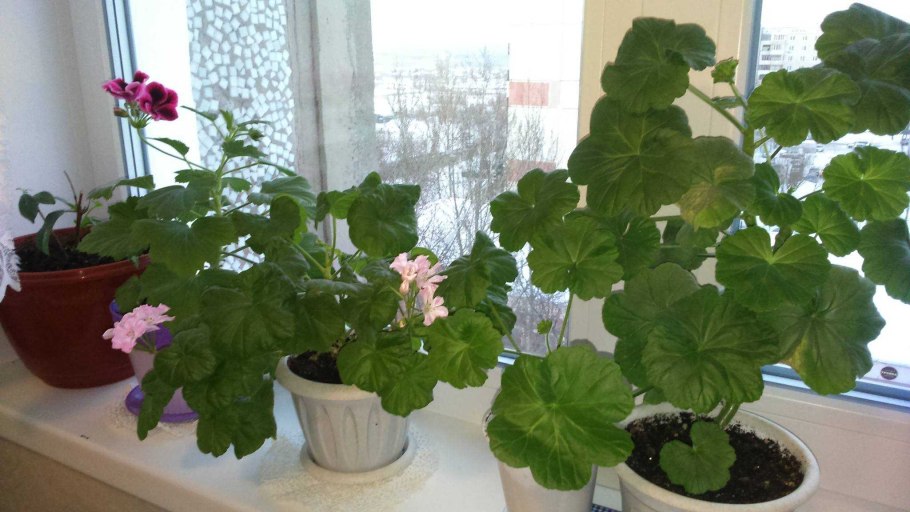 Пеларгония цветение Росток