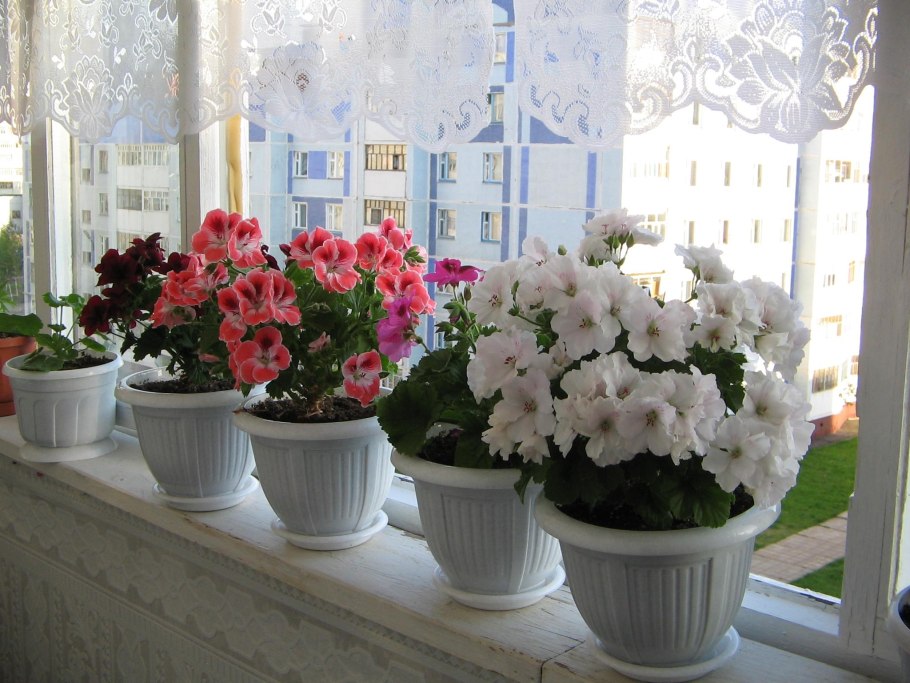 Цветы Королевская герань горшки