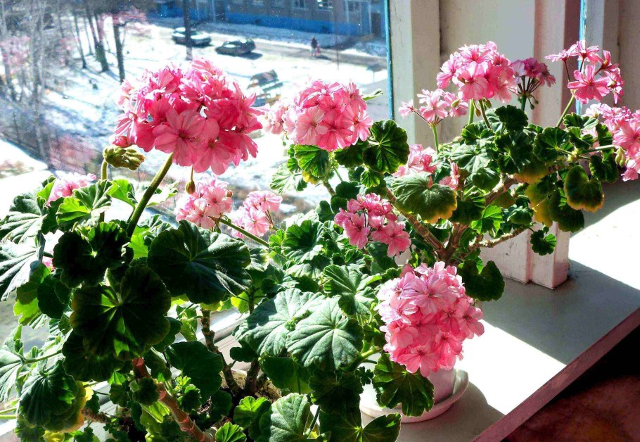 Розабудный герань