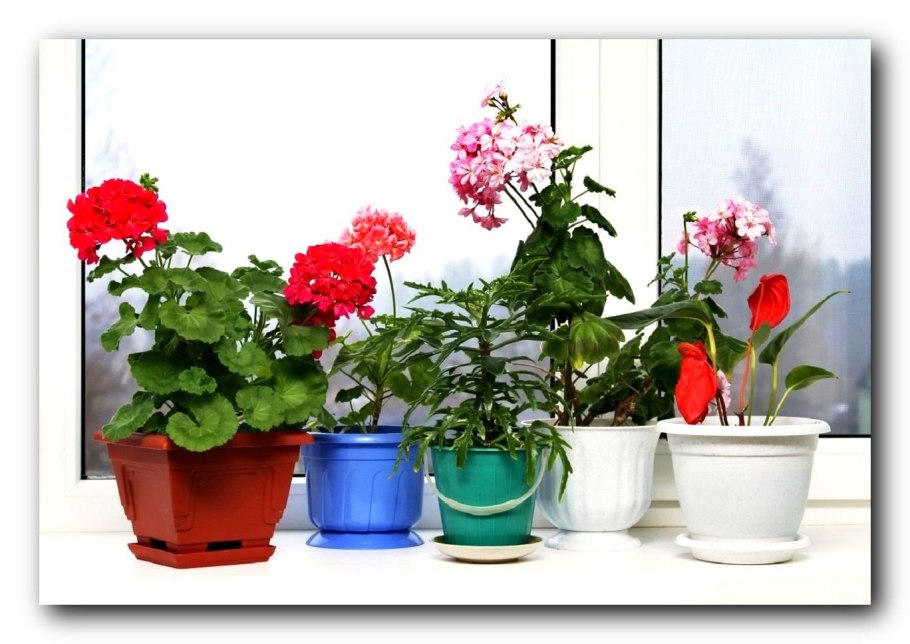 Цветы на подоконнике