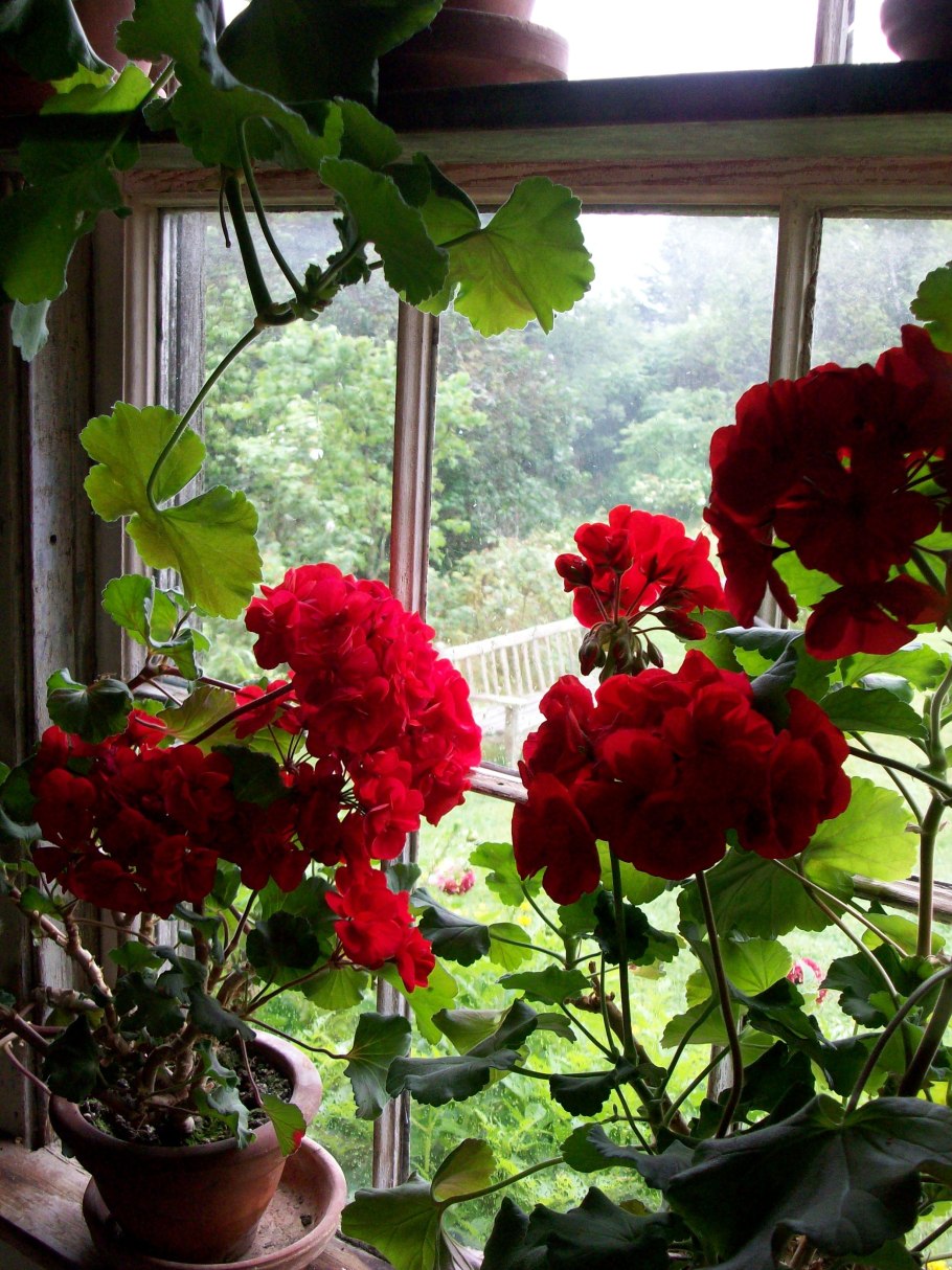 Бабушкина красная герань